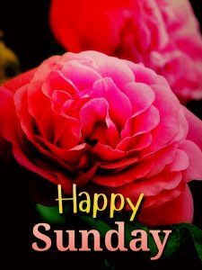 300+ Good morning with Sunday images Hd